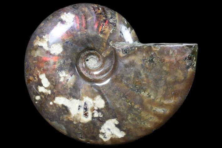 Flashy Red Iridescent Ammonite - Wide #81850